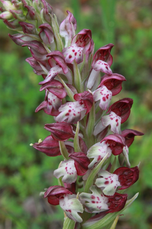A. coriophora ssp. fragrans Stellies 230409 RO120 -1.jpg