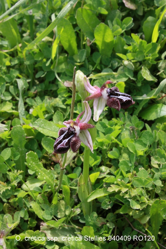 O. cretica ssp. cretica x (4).jpg