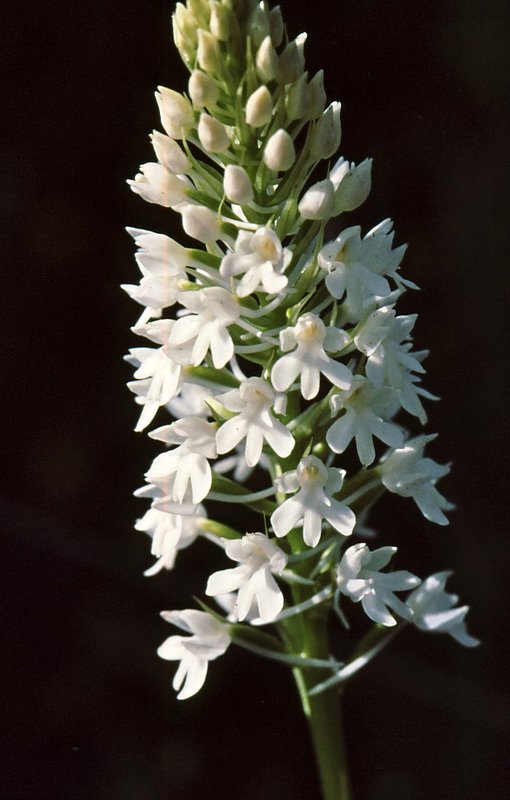 A. pyramidalis fo. albiflora Haraki 1400409 RO102 (3).jpg