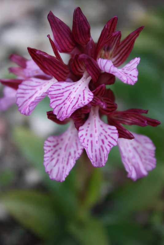 A. papilionacea ssp. heroica Laerma-Apollona 250309 RO74-2.jpg