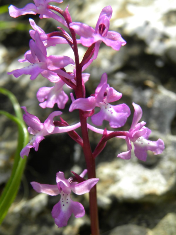Orchis x sezikiana, Lato, 23/03/10