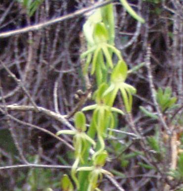 groen2.jpg