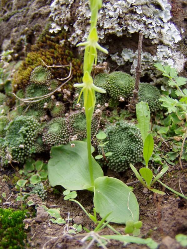 groen3.jpg