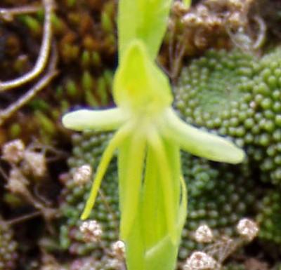 groen4.jpg