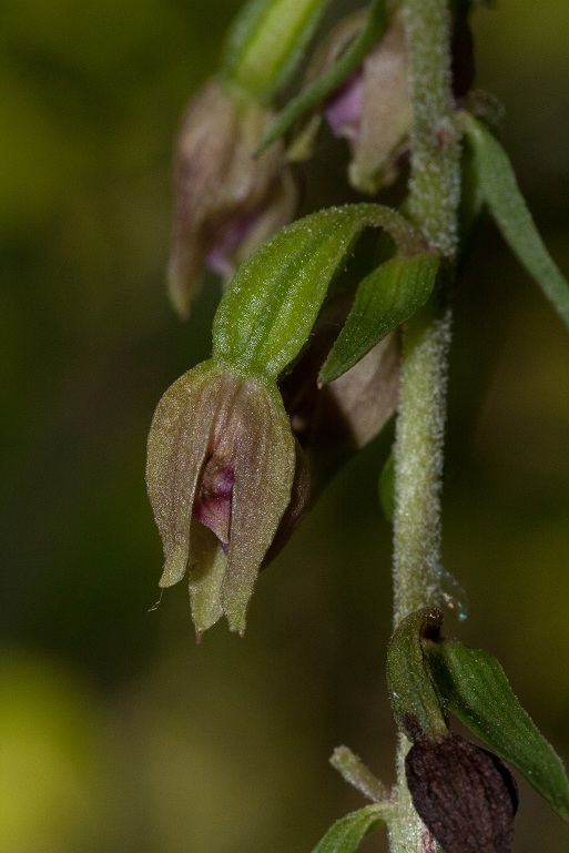 Epipactis x reinikei.jpg