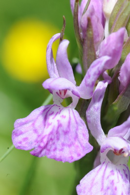 110705 orchids_0023.JPG