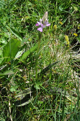110705 orchids_0024.JPG