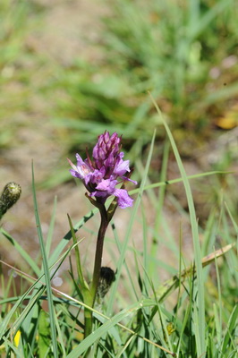 110705 orchids_0027.JPG