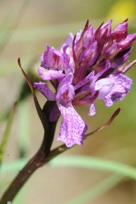 110705 orchids_0028.JPG