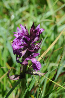 110705 orchids_0031.JPG