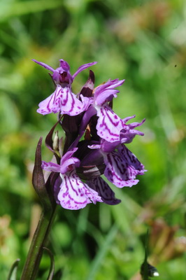 110705 orchids_0037.JPG