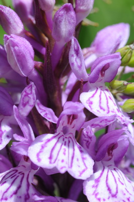 110705 orchids_0044.JPG