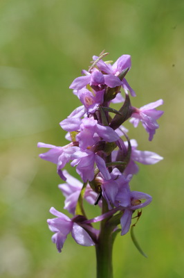 110705 orchids_0192.JPG