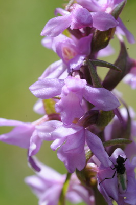 110705 orchids_0194.JPG
