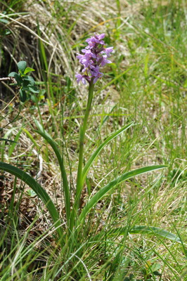 110705 orchids_0196.JPG