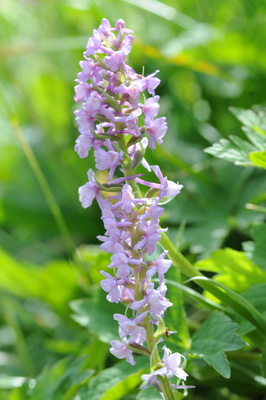110705 orchids_0199.JPG