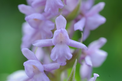 110705 orchids_0203.JPG