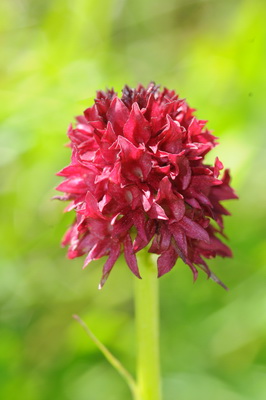 110705 orchids_0004.JPG