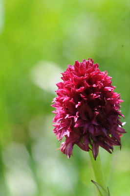 110705 orchids_0009.JPG