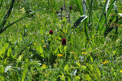 110705 orchids_0013.JPG