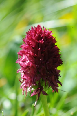 110705 orchids_0054.JPG