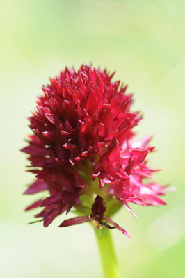 110705 orchids_0213.JPG