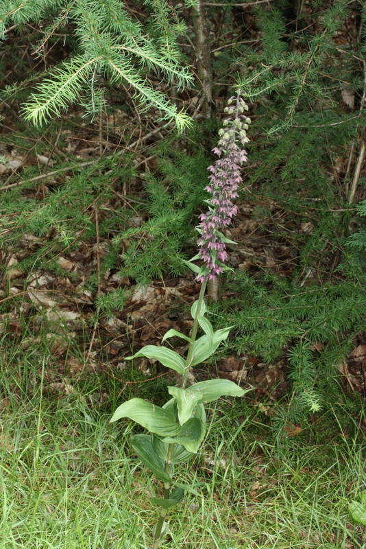 E. helleborine Odoorn 260711 (11).JPG