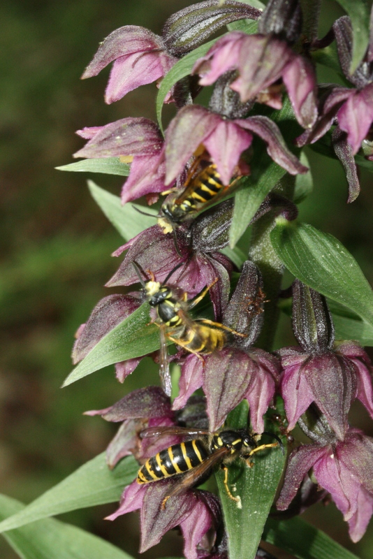 E. helleborine Odoorn 260711 (10).JPG