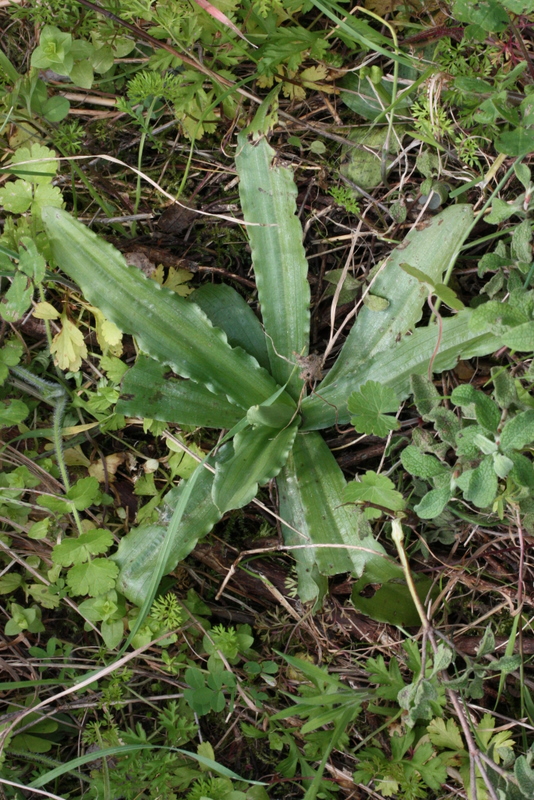 Orchis italica roset Psili Ammos    S2  5-3-2011 (2).JPG