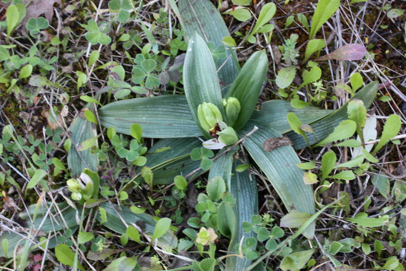 Ophrys umbilicata ssp. umbilicata roset Paleokastro S42  19-3-2011  (2).JPG