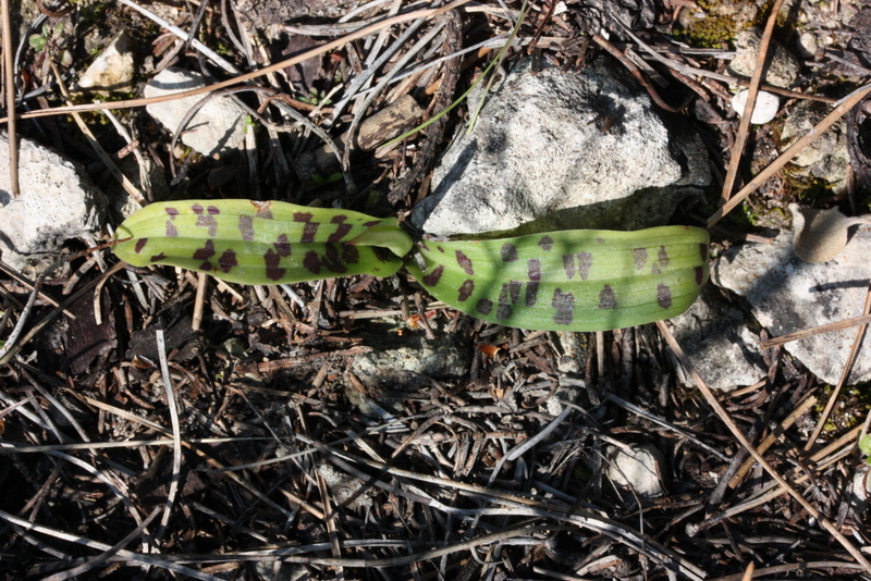 Orchis anatolica ssp. anatolica roset Mytlilinii S16  10-3-2011  (5).JPG