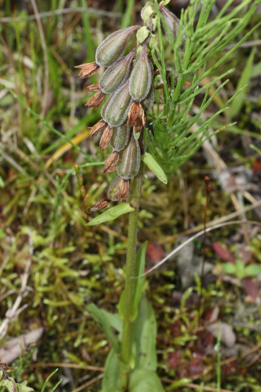 E. palustris Holmers 300711.JPG