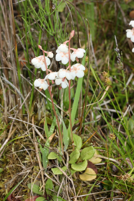 Pyrola rotundifolia Holmers 300711.JPG