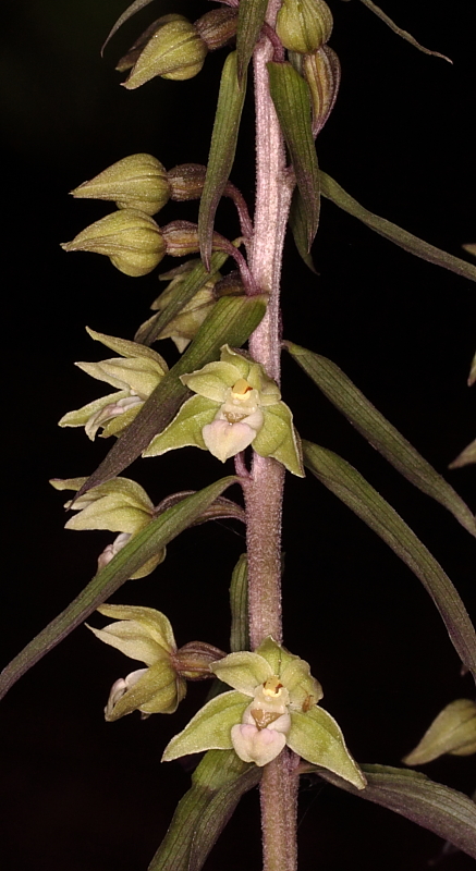 PURPURATA1.JPG