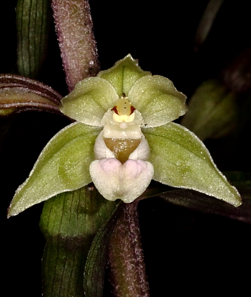 PURPURATA2.JPG