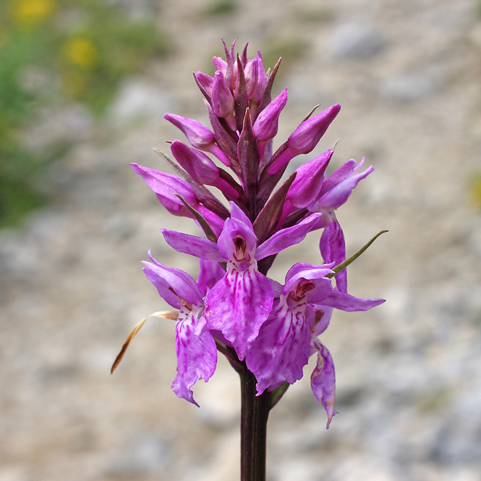 2011_07_27_15_04_33A.jpg