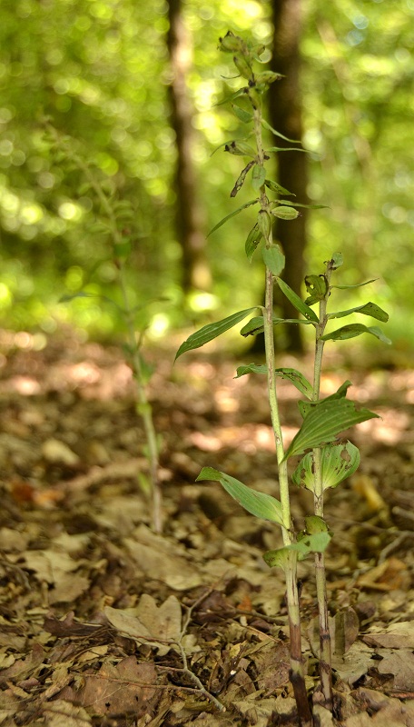 DSC_0104.JPG
