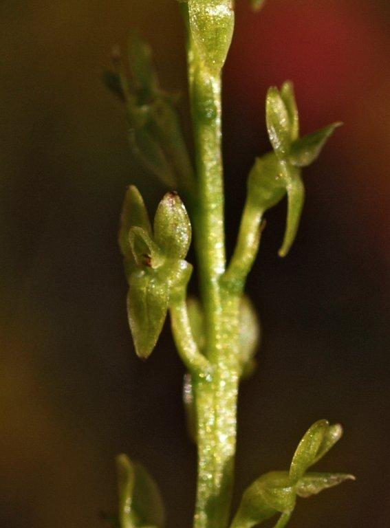 H. paludosa 15-08-11 (3).jpg