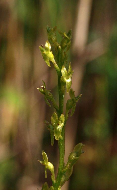 H. paludosa 15-08-11 (2).jpg