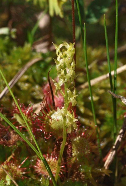H. paludosa 15-08-11 (1).jpg