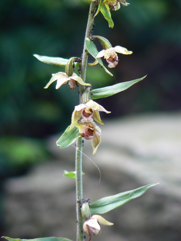 orchidee 001.JPG