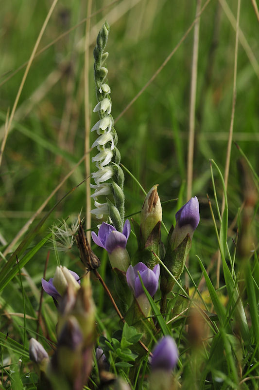 Twee zeldzame plantensoorten bij elkaar: Herfstschroeforchis + Veldgentiaan (Gentianella campestris)