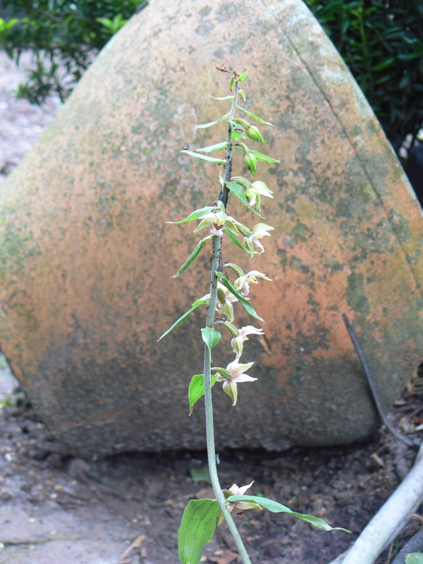 orchidee 004.JPG
