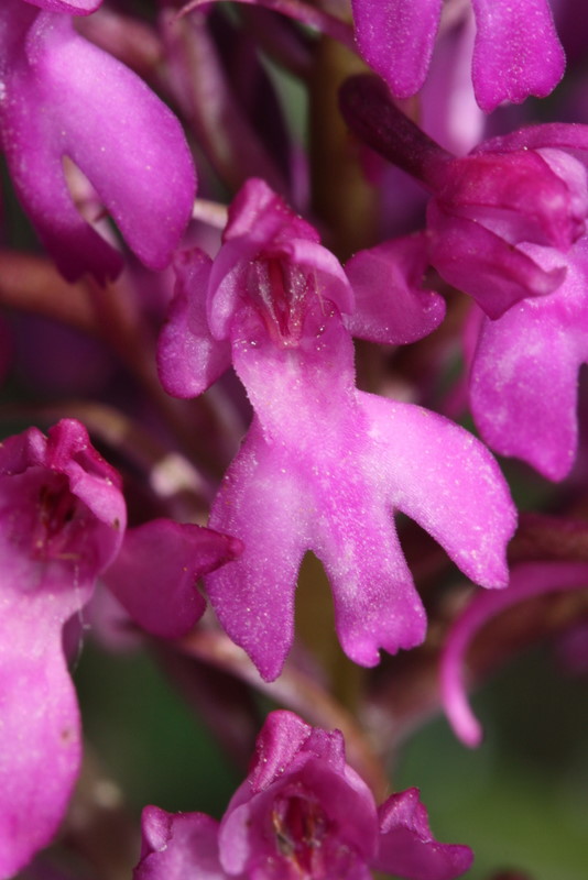 Anacamptis pyramidalis var. pyramidalis x fragrans Aghia Kyriaki S36 9-5-2011 (9).JPG