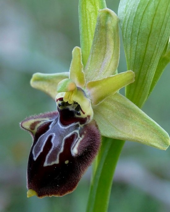 Ibrido Ophrys apulica X Ophrys incubacea