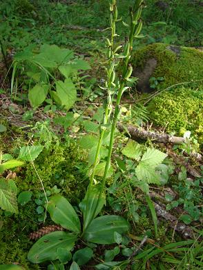 DSC00136 Neotthiante cucullata - kapjesorchis 4-8-2011 Predazzo.JPG