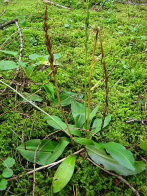 Kopie van DSC00140 Neotthiante cucullata - kapjesorchis 4-8-2011 Predazzo.JPG