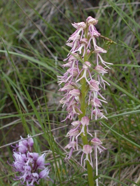 ORCHIS.JPG