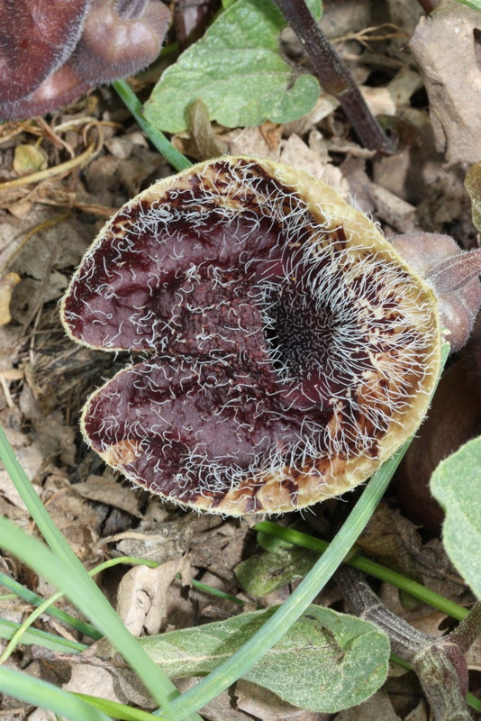 + Aristologia Sanatorium L5 18-05-2011 (4).JPG