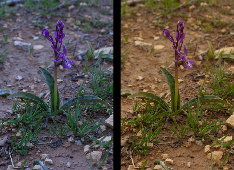 Orchis anatolica - voor en na WB correctie.jpg